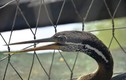 Khám phá loài chim cổ rắn vừa xuất hiện "chấn động" ở Đồng Nai