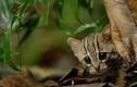"Chết mê" loài mèo hoang nhỏ nhất thế giới cực đáng yêu