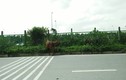 Đàn bò “tấn công” đại lộ Thăng Long khiến người đi đường kinh hãi
