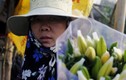 Người trồng hoa ở Hà Nội khóc ròng do ly nở sớm
