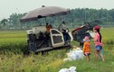 Tết thiếu nhi của những đứa trẻ đi gặt lúa cùng bố mẹ ở Hà Nội