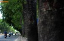 Ngày mai, chặt hạ hơn 1.000 cây xanh trên đường Phạm Văn Đồng