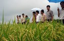 Làm thế nào để nông sản Việt Nam đi lên?