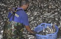 Công nhân hì hục vớt cá chết nổi trắng hồ Tây trong đêm