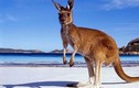Giai thoại về nguồn gốc cái tên “kangaroo”