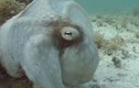 Kinh ngạc bạch tuộc “biến hình” nhanh như chớp 