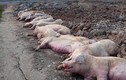 Hà Nội: Người dân “dài cổ” chờ tiền hỗ trợ 200 con lợn dịch tả châu Phi