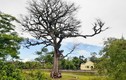Hình ảnh cây trôi cổ thụ hơn 300 tuổi ở Nghệ An chết khô sau khi tôn tạo