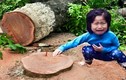 Ảnh chế về vụ chặt 6700 cây xanh ở Hà Nội