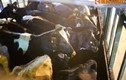 Hình ảnh 400 “nàng” bò sữa xịn mới nhập của Vinamilk 