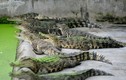 Cận cảnh bên trong trại cá sấu hàng nghìn con ở Sài Gòn