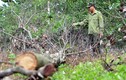 Ảnh: Hàng trăm cây gỗ rừng phòng hộ bị khoan gốc, đổ thuốc độc