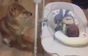 "Phát hờn" với khoảnh khắc chú chó thay mẹ ru em bé ngủ 