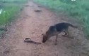 Video: Chó dại dột cắn lươn điện và cái kết kinh hoàng 