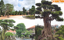 Choáng váng siêu vườn cảnh tiền tỷ của đại gia Việt