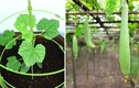 Chiêu chuẩn trồng mướp hương sai trĩu quả trong vườn nhà phố