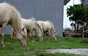 Chuyện lạ: Đàn ngựa bạch phi đường nhựa, kiếm ăn giữa phố