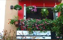 Ngắm những ban công nhà rực rỡ sắc hoa ở Hà Nội