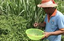 Ngắm “vườn” ớt đặc sản 400.000 đồng/kg, dân không có đủ để bán