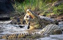Khoảnh khắc cá sấu hơn 200kg xé xác ngựa vằn đẫm máu