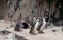 Video: Chim cánh cụt mê mẩn vui đùa với bong bóng xà phòng