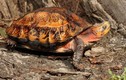 Rùa hộp trán vàng bị nuôi nhốt ở Đắk Lắk quý hiếm cỡ nào?
