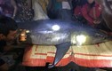 Cá mập xanh "khủng" dạt vào bờ biển Quảng Trị nguy hiểm thế nào?
