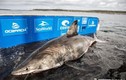 “Nữ hoàng đại dương” siêu khủng bắt được ở Canada thuộc loài gì?