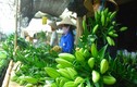 Đại gia Sài Gòn bị “bỏ bùa”, lên núi học làm nông