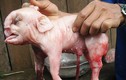 Đắk Lắk: Dân ùn ùn đi xem lợn đẻ ra… voi con