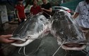 Đại gia xẻ thịt cặp cá lăng 200kg làm đại tiệc mời khách