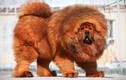 Chán chó ngao Tây Tạng, giới siêu giàu TQ nuôi gì?