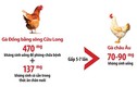 Sốc: Gà miền Tây "bội thực" kháng sinh, gấp 5 - 7 lần gà Châu Âu