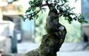 Ngắm loạt cây duối bonsai trấn phong thủy đẹp hút mắt