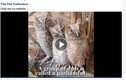 Cách tải video trên Facebook không cần phần mềm