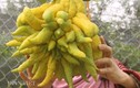 "Dung nhan" trái phật thủ Thịnh-Suy-Bĩ-Thái chục triệu không mua nổi