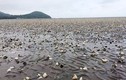 Phát hiện chất tẩy rửa tại khu vực cá chết ở Kiên Giang