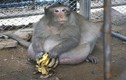 Khỉ béo phì ở Thái Lan bắt đầu quá trình ăn kiêng