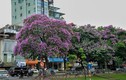 Nao lòng ngắm hoa bằng lăng "nhuộm tím" khắp phố phường Hà Nội 
