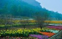 Du xuân đầu năm: Vườn hoa 15 hecta khoe sắc ở Ninh Bình