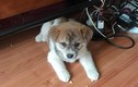 Đỉnh cao bán chó online: quảng cáo chó Poodle lai Nhật nhưng giao cho khách chó ta