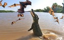 Cá sấu “phi thân” ngoạn mục bắt dơi đang treo ngược trên cành cao