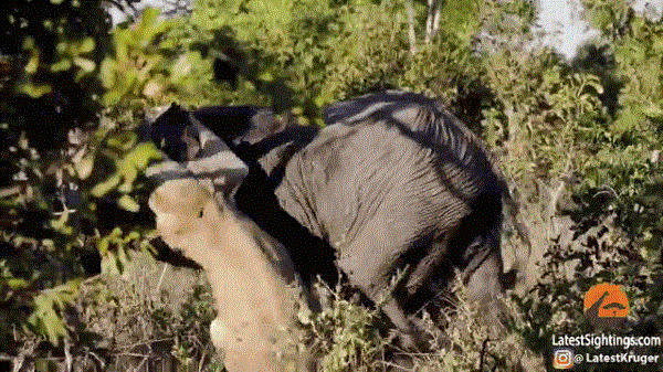 Video: Sư tử cái ngông cuồng tấn công voi rừng và cái kết 