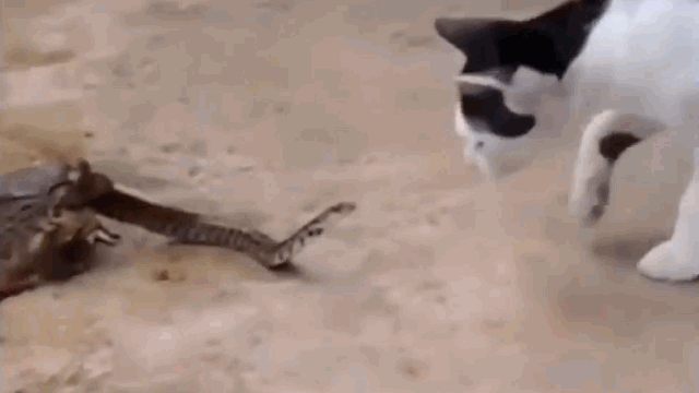 Video: Bị ếch “ăn tươi nuốt sống”, rắn vẫn hung hăng tấn công mèo