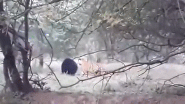Video: Hổ lén vỗ mông gấu và cái kết 