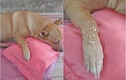 Ngày vía Thần Tài, chú chó khiến netizen ghen tị vì... được mua vàng