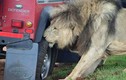 Sư tử đực cắn thủng lốp ô tô để khoe vẻ 'nam tính' với con cái 
