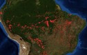 Google nhầm cháy rừng Amazon với một chiếc máy tính bảng