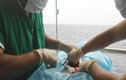 “Bệnh viện nổi” Việt Nam và hải trình nghìn dặm trên Biển Đông