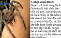 10 loài nhện độc nhất thế giới